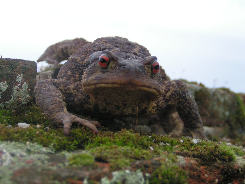 Crapaud commun. Pascal Mahias